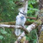 This photo shows a white Stellers jay photographed June 12 on North Douglas. (Courtesy Photo / Bill Andrews)