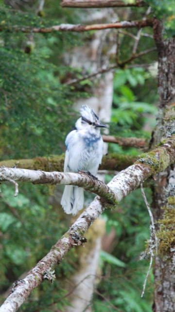 This photo shows a white Stellers jay photographed June 12 on North Douglas. (Courtesy Photo / Bill Andrews)