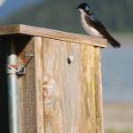 A tree swallow found a home on North Douglas. (Courtesy Photo / Bill Andrews)