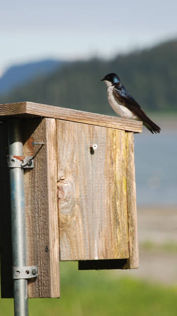 A tree swallow found a home on North Douglas. (Courtesy Photo / Bill Andrews)