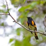 An adult male American redstart is brightly attired with contrasting black and orange (Courtesy Photo /Mark Schwann)