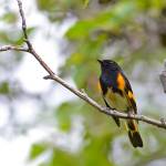 An adult male American redstart is brightly attired with contrasting black and orange (Courtesy Photo /Mark Schwann)
