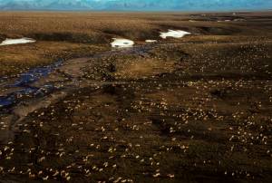 This undated aerial photo provided by U.S. Fish and Wildlife Service shows a herd of caribou on the Arctic National Wildlife Refuge in northeast Alaska. The Biden administration is suspending oil and gas leases in Alaska’s Arctic National Wildlife Refuge as it reviews the environmental impacts of drilling in the remote region.(U.S. Fish and Wildlife Service)