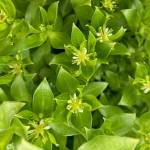 The so-called male flowers are really hermaphrodites, with both male and female parts. (stamens clearly visible, but also female part in middle of flower). (Courtesy Photo / Mary F. Willson)