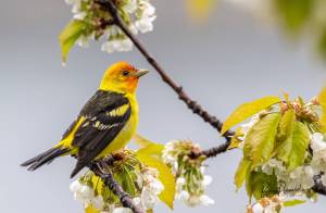 A male western tanagers red color comes by a different pathway than the yellow, although both are carotenoid pigments. (Courtesy Photo / Kerry Howard)