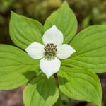 The showy white bracts of dwarf dogwood surround a cluster of flowers that are just starting to open. (Courtesy Photo / Kerry Howard)
