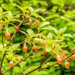 The flowers of rusty Menziesia are orange, a rare flower color here. (Courtesy Photo / Kerry Howard)