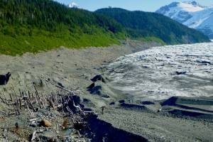 Courtesy Photo / Ben Gaglioti 
A ghost forest exposed as La Perouse Glacier in Southeast Alaska retreated. In the past, the glacier ran over the rainforest trees. Two people are also in the photo.