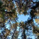A parachute can be seen tangled between two trees Sunday near the Goldbelt Mount Roberts Tramway Nature Center. Capital City Fire/Rescue and Talon Lobaugh, owner of Everybody's Tree Service, were able to help a stuck paraglider without incident or injury. (Courtesy Photo / Talon Lobaugh)
