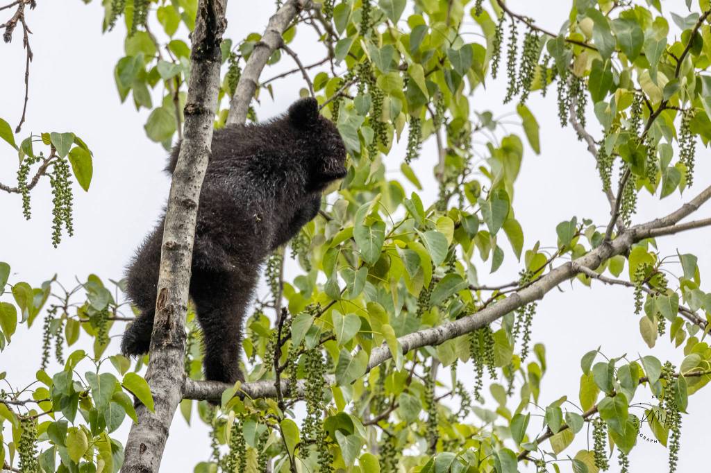 That bear cub, with its back turned, grabs cottonwood branches to get access to the seed pods. (Courtesy Photo / Kerry Howard)