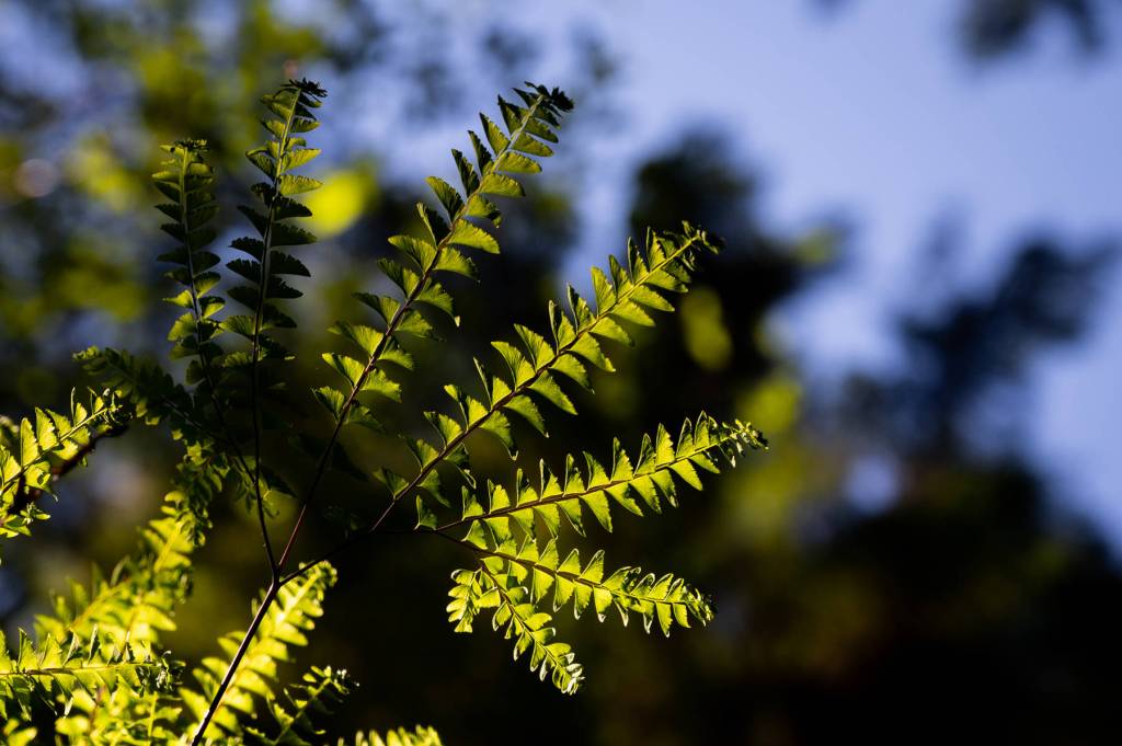 Maidenhair ferns glow in the forest on a hike down to Cathedral Falls, a favorite spot to cool off on hot days for AYS youth. (Courtesy Photo / Lione Clare)