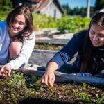 Courtesy Photo / Lione Clare 
AYS members Mamie Crookes and Alexis Copsey weed a bed of carrots in Kakes community garden. The food from this garden is shared with elders and community members.