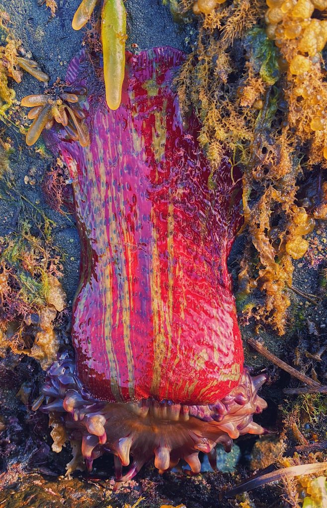 A sea anemone hangs off the side of a rock during low tide in Craig on June 26. (Courtesy Photo / Marti Crutcher)