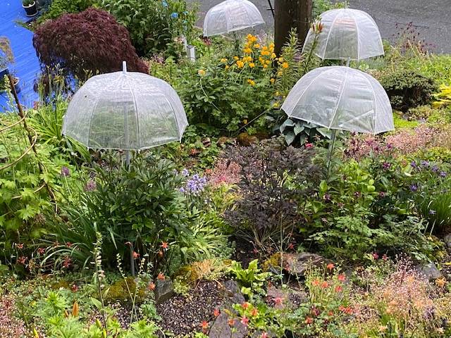 Delicate flowers protection from heavy rains seen in a downtown garden on June 29. (Courtesy Photo / Denise Carroll)