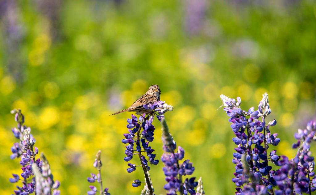 Pine Siskin perches on Lupine at Cowee Meadows. (Courtesy Photo / Kenneth Gill, gillfoto)