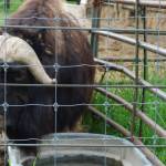 This photo shows a musk ox in summer 2021 at UAFs Robert White Large Animal Research Station in Fairbanks. (Courtesy Photo / Ned Rozell)