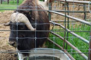 This photo shows a musk ox in summer 2021 at UAFs Robert White Large Animal Research Station in Fairbanks. (Courtesy Photo / Ned Rozell)