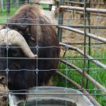 This photo shows a musk ox in summer 2021 at UAFs Robert White Large Animal Research Station in Fairbanks. (Courtesy Photo / Ned Rozell)