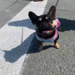 Lulu enjoys the Fourth of July parade on Douglas on a sunny Sunday, July 4, 2021. (Dana Zigmund / Juneau Empire)