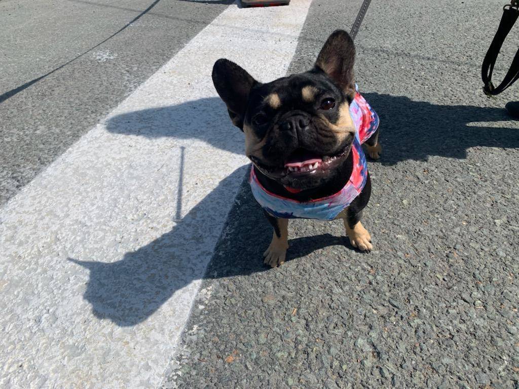 Lulu enjoys the Fourth of July parade on Douglas on a sunny Sunday, July 4, 2021. (Dana Zigmund / Juneau Empire)