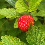 This photo shows a red salmonberry in Wrangell. (Vivian Faith Prescott/ For the Capital City Weekly)