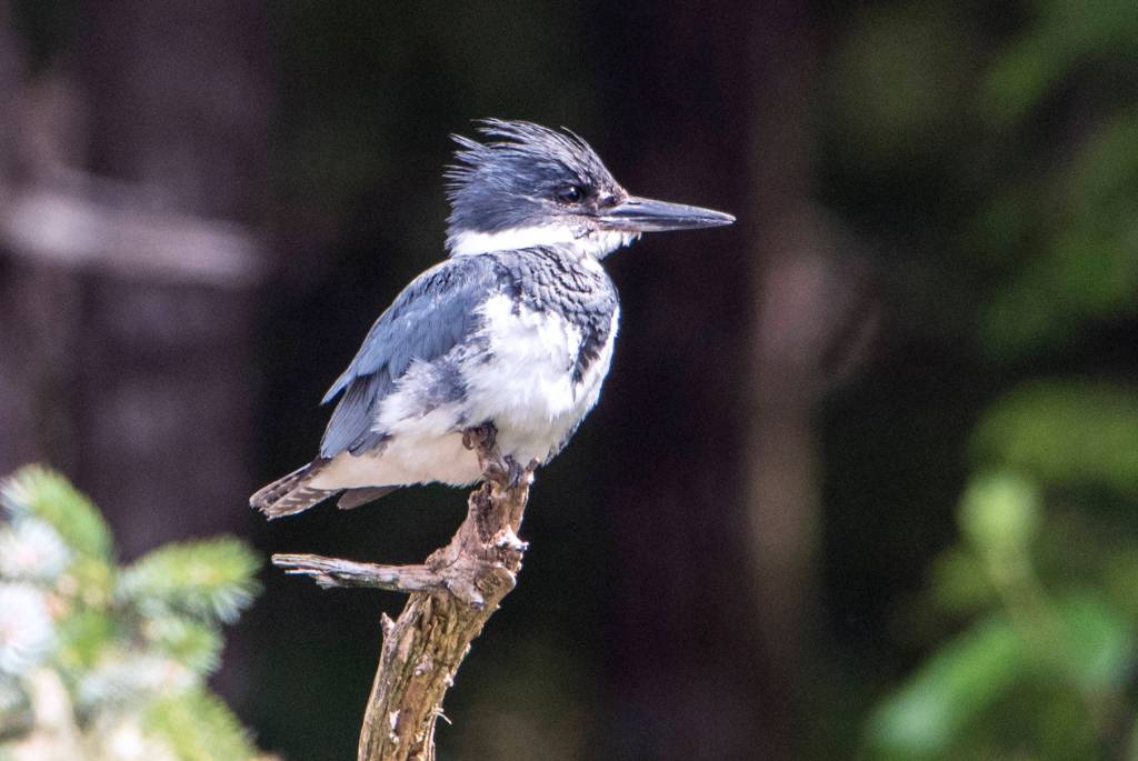 This photo shows a belted kingfisher near Peterson Creek. (Courtesy Photo / Kenneth Gill, gillfoto)