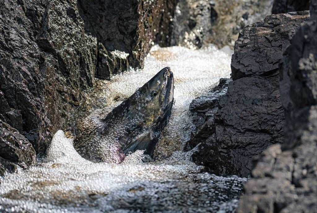 A chum (dog) salmon swims in the canyon of death, at the salt chuck at Amalga Harbor. (Courtesy Photo / Kenneth Gill, gillfoto)