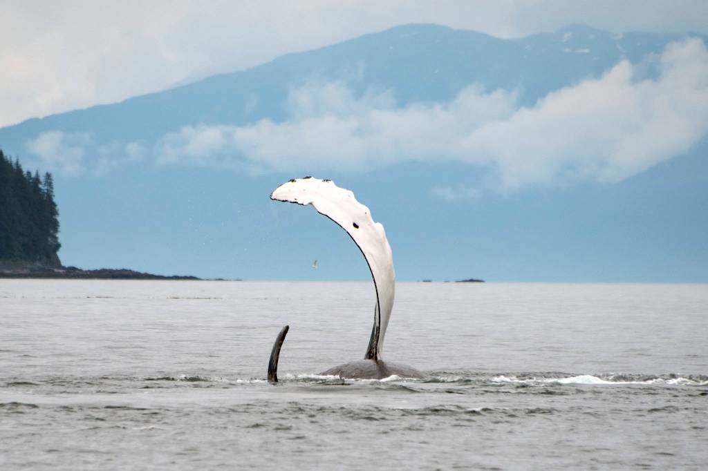 Humpback whales roll with pectoral fins above the water, just outside Tenakee Inlet on July 18. (Courtesy Photo / Kenneth Gill, gillfoto)