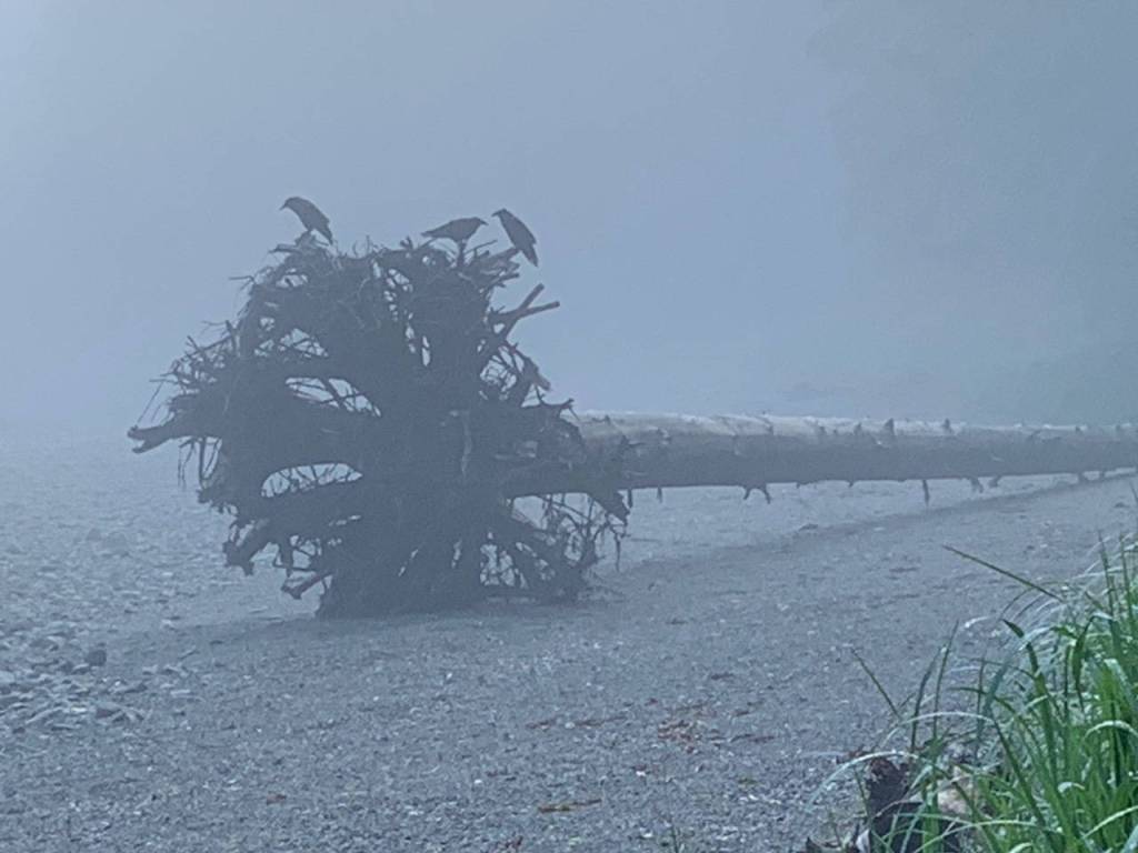 This photo was taken on the beach at False Outer Point on North Douglas on July 25. (Courtesy Photo /Douglas Mertz)