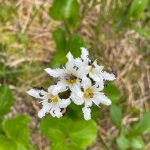 A bug can be seen on this flower seen near Cropley Lake on July 3. (Courtesy Photo / Deana Barajas)