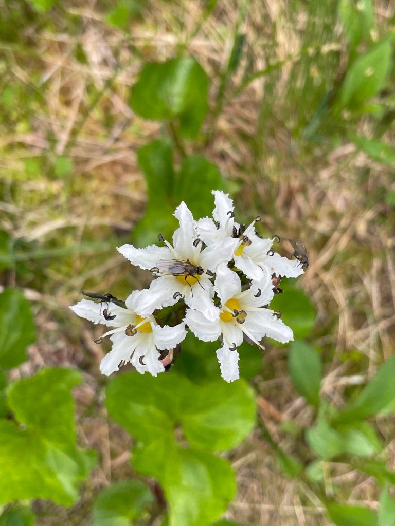 A bug can be seen on this flower seen near Cropley Lake on July 3. (Courtesy Photo / Deana Barajas)