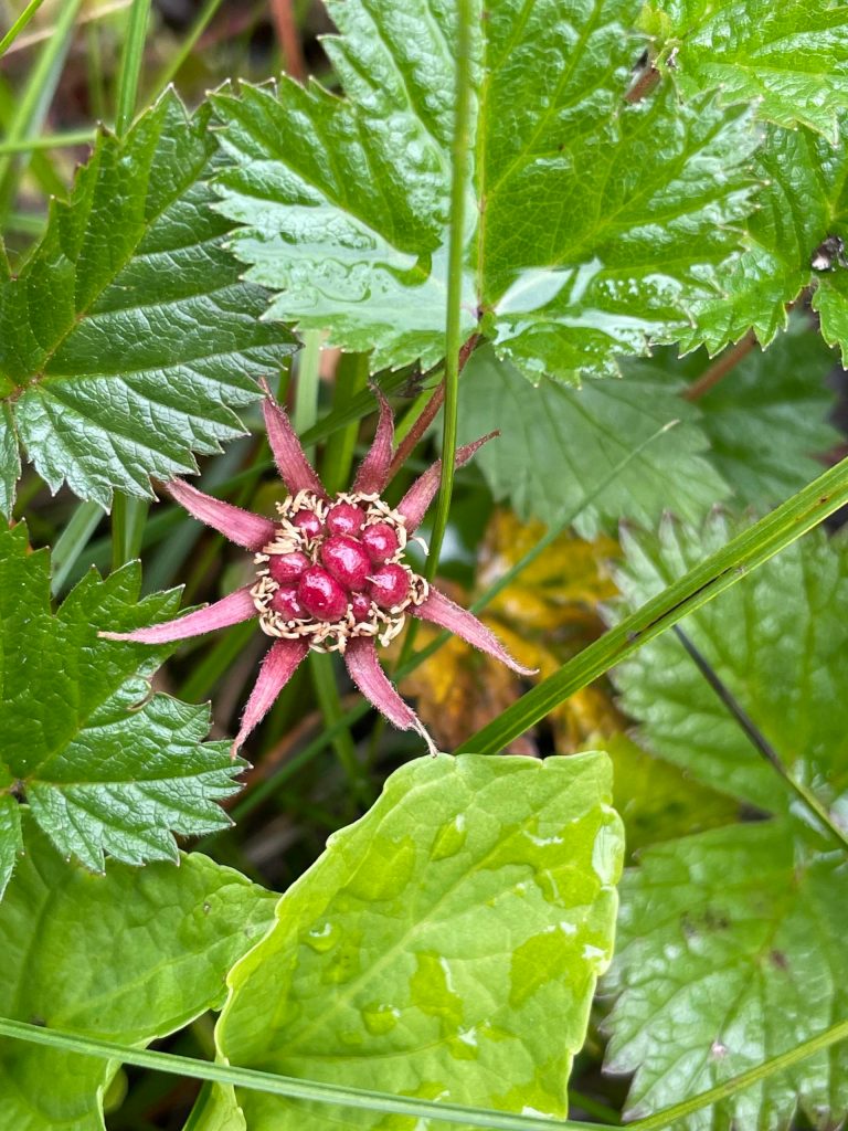 This photo shows nagoonberry along the Auk Nu Trail to John Muir Cabin on July 10. (Courtesy Photo / Deana Barajas)