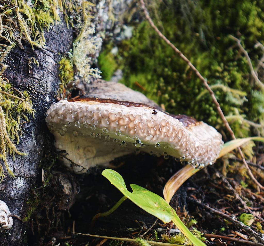 Bracket fungus collecting morning dew. Found by Sarkar Lake on Prince of Wales Island on July 18. (Courtesy Photo / Marti Crutcher)