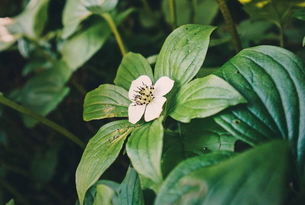 Groundcover dogwood. Found by Balls Lake on Prince of Wales Island on July 3. (Courtesy Photo / Marti Crutcher)