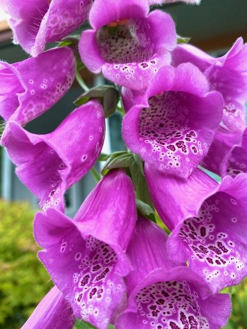 Foxglove in a downtown garden seen on July 5. (Courtesy Photo / Denise Carroll)