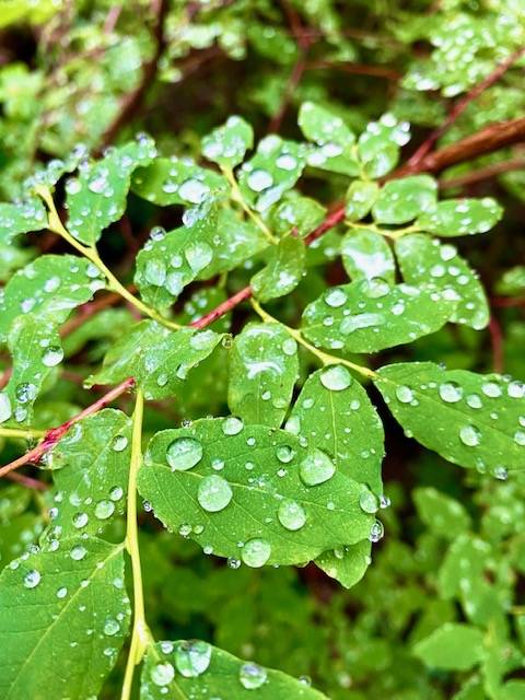 Raindrops falling on blueberry leaves along Treadwell Ditch on July 14. (Courtesy Photo / Denise Carroll)