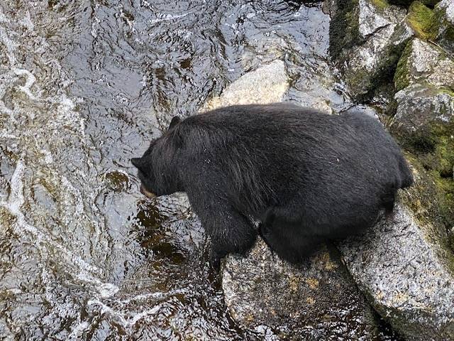 Ready, set, jump!! This black bear waits for a fish to swim by on Anan Creek on July 22. (Courtesy Photo / Denise Carroll)