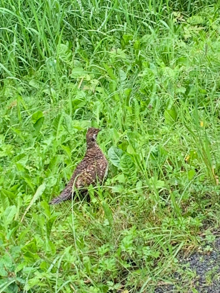 A ptarmigan walks along the side of the road near the Shrine of St. Therese. (Courtesy Photo / Ethan Hursh-Eslava)