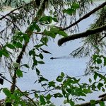 A ptarmigan walks on the side of the road near the Shrine of Saint Therese. (Courtesy Photo / Ethan Hursh-Eslava)