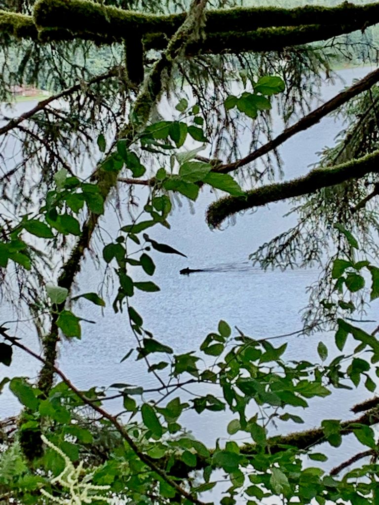 A ptarmigan walks on the side of the road near the Shrine of Saint Therese. (Courtesy Photo / Ethan Hursh-Eslava)
