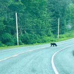 A black bear crosses the road near the Jensen-Olson Arboretum. (Courtesy Photo / Hursh-Eslava)