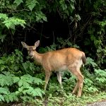 This July 9 photo was taken in Sitka Alaska, while hiking to the raptor center. I, my dad & uncle spotted this black-tailed deer doe grazing on the side of the road, she showed no fear when we were quietly walking up the trail and minded her own business, she was gone the time by the time we left the raptor center, writes Ethan Hursch-Eslava. (Courtesy Photo / Ethan Hursh-Eslava)