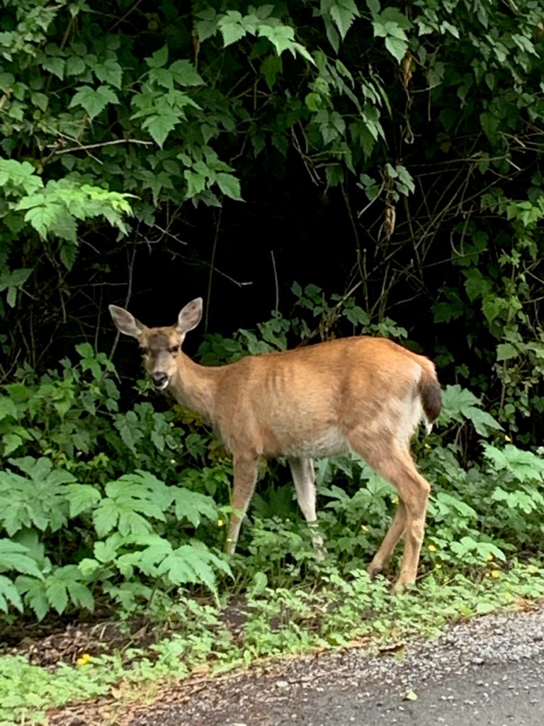This July 9 photo was taken in Sitka Alaska, while hiking to the raptor center. I, my dad & uncle spotted this black-tailed deer doe grazing on the side of the road, she showed no fear when we were quietly walking up the trail and minded her own business, she was gone the time by the time we left the raptor center, writes Ethan Hursch-Eslava. (Courtesy Photo / Ethan Hursh-Eslava)