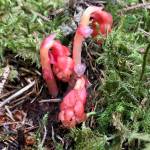 Colorful pinesap stems rise up, flower buds still pendant;  the plant lacks chlorophyll and depends on other plants for nutrition. (Courtesy Photo / Kathy Hocker)