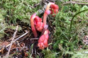 Colorful pinesap stems rise up, flower buds still pendant;  the plant lacks chlorophyll and depends on other plants for nutrition. (Courtesy Photo / Kathy Hocker)