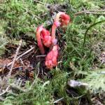 Colorful pinesap stems rise up, flower buds still pendant; the plant lacks chlorophyll and depends on other plants for nutrition. (Courtesy Photo / Kathy Hocker)