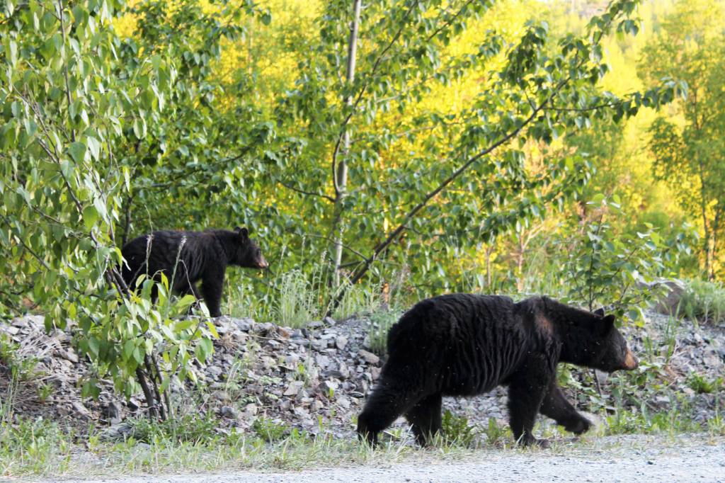 Two black bears walk along Skilak Lake Road on Monday, June 14, 2021 near Skilak Lake, Alaska. (Ashlyn OHara/Peninsula Clarion)