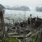 Tree trunks that La Perouse Glacier in Glacier Bay National Park and Preserve ran over in the 19th century. (Courtesy Photo/ Ned Rozell)