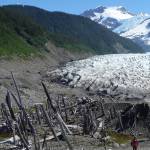 Ben Gaglioti walks to a ghost forest near the tongue of La Perouse Glacier, which ran over the trees during the Civil War.(Courtesy Photo/ Ned Rozell)