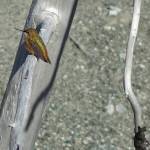 A rufous hummingbird visits a campsite near La Perouse Glacier, on the outer Pacific coast of Glacier Bay National Park and Preserve. (Courtesy Photo/ Ned Rozell)